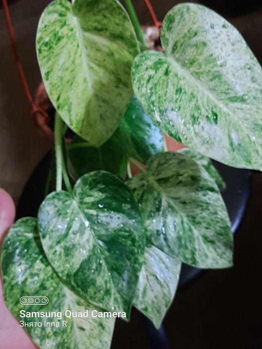Philodendron Gigantelum var