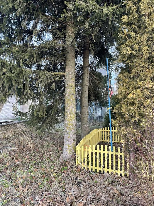 Продаються ялинки (хвойні дерева)