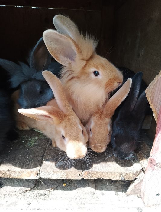 Продаж кролі-молодняк.