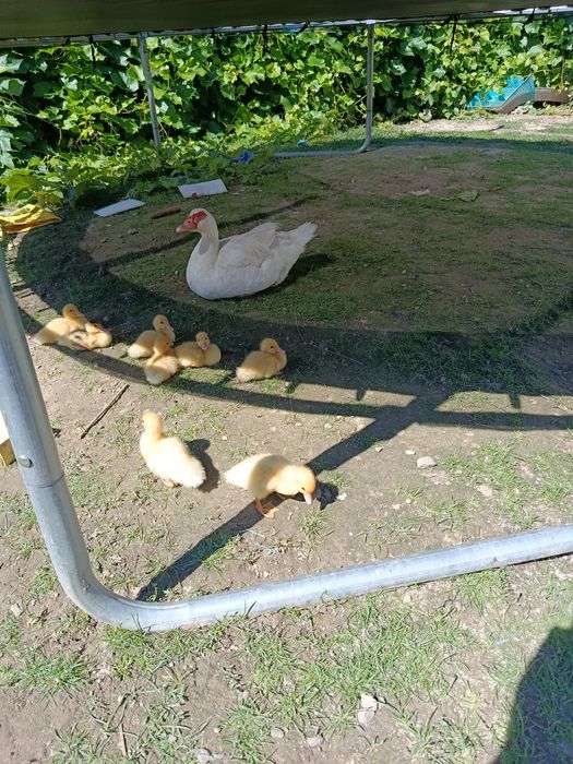 Каченята Німецької породи