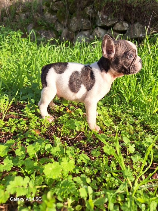 Bulldog Francês Menino