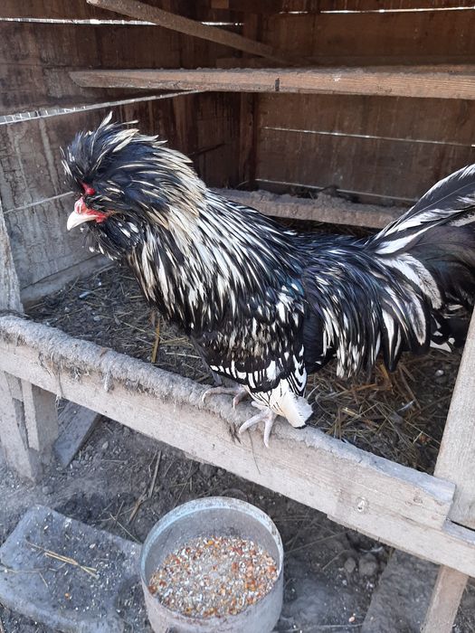 Падуан англійский півник