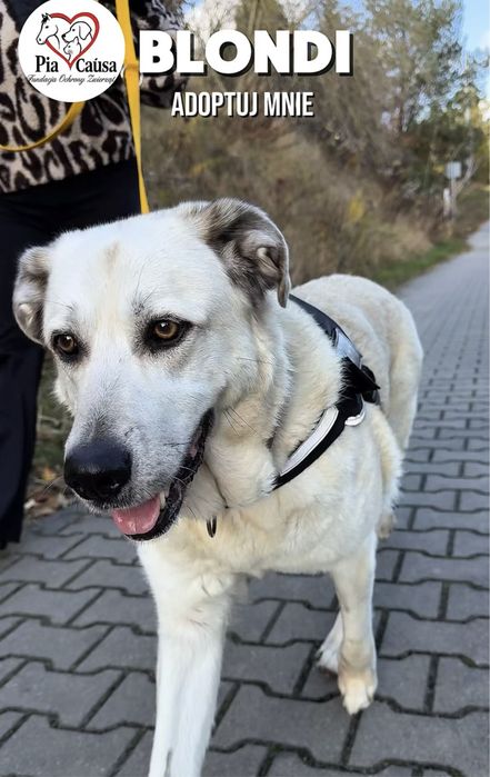 Kochana sunia Blondii szuka domku