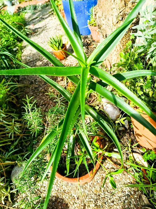 Suculentas de várias espécies