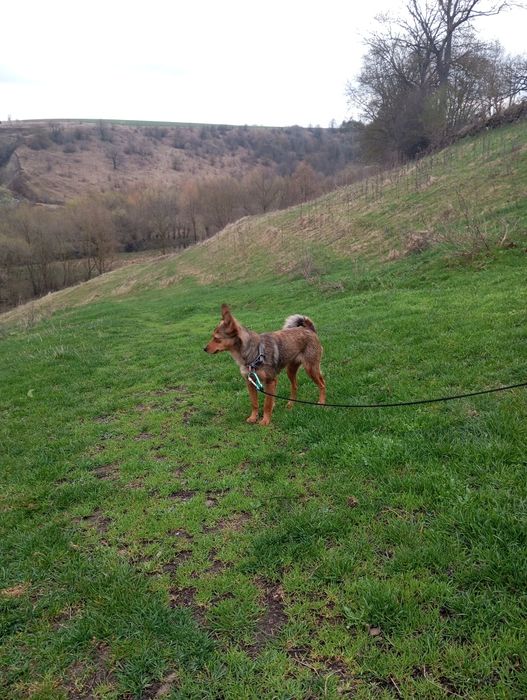 Собачка шукає люблячу сімю