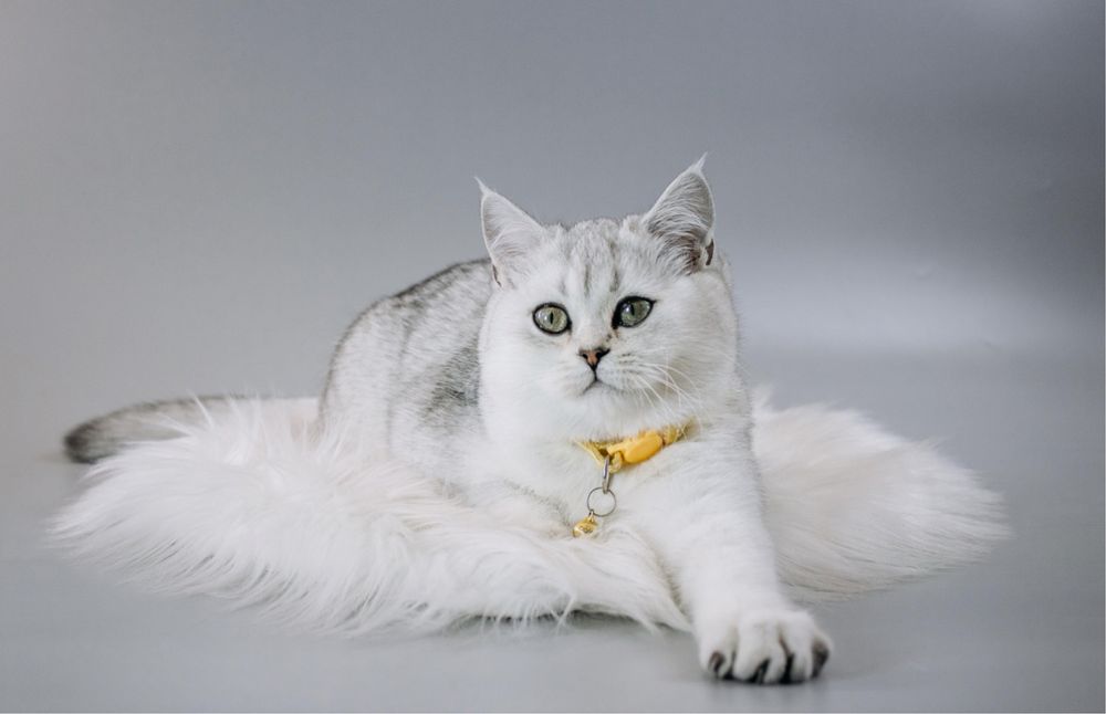 Шотландські кошенята