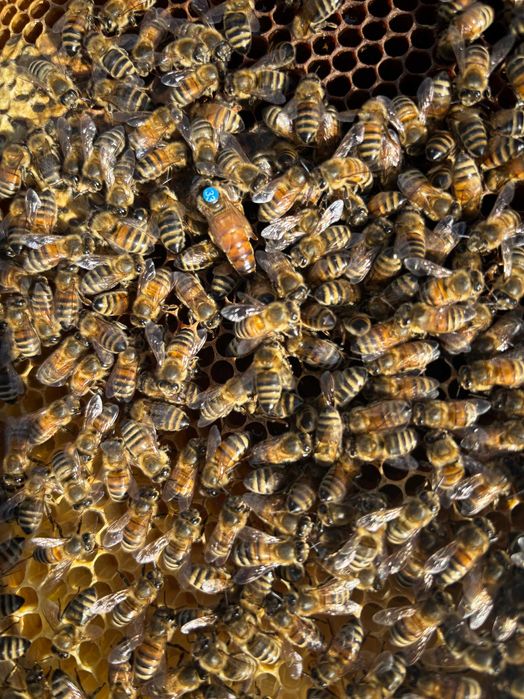 Przezimowane rodziny pszczele 2026– Wielkopolskie / Dadant | Buckfast