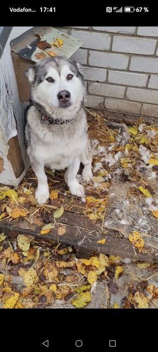 Домашня перетримка (хвостиків)