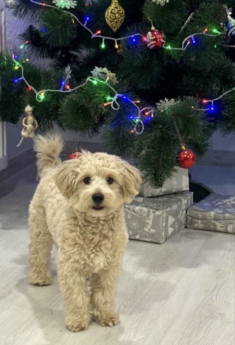 Красунчик Хлопчик Мальтіпу F1 під Ялинку