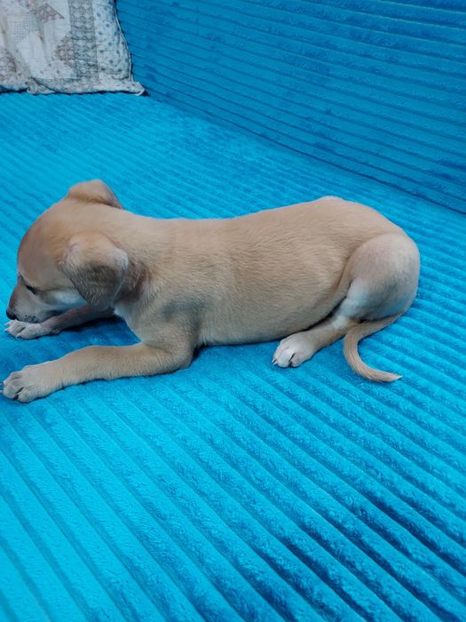 Chart Angielski Whippet suczka
