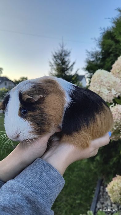 Oddam za darmo świnkę morską