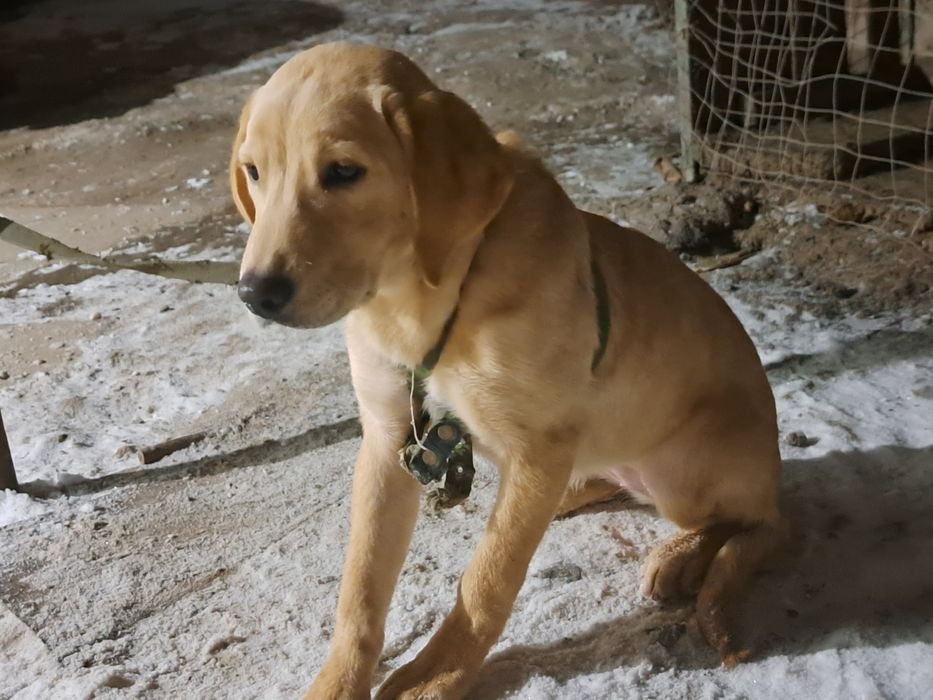 Лабрадор  щенок для всей семьи