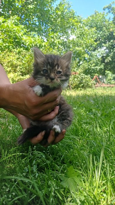 Віддам кошенят безкоштовно