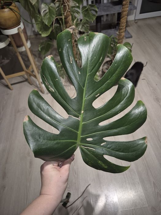 Sadzonka monstery green on green