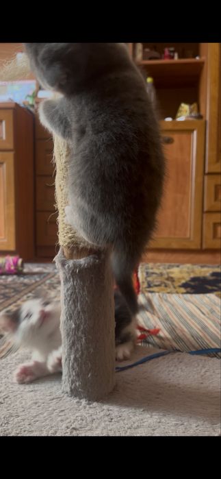 кошенята з дубно шукають люблячу сімʼю