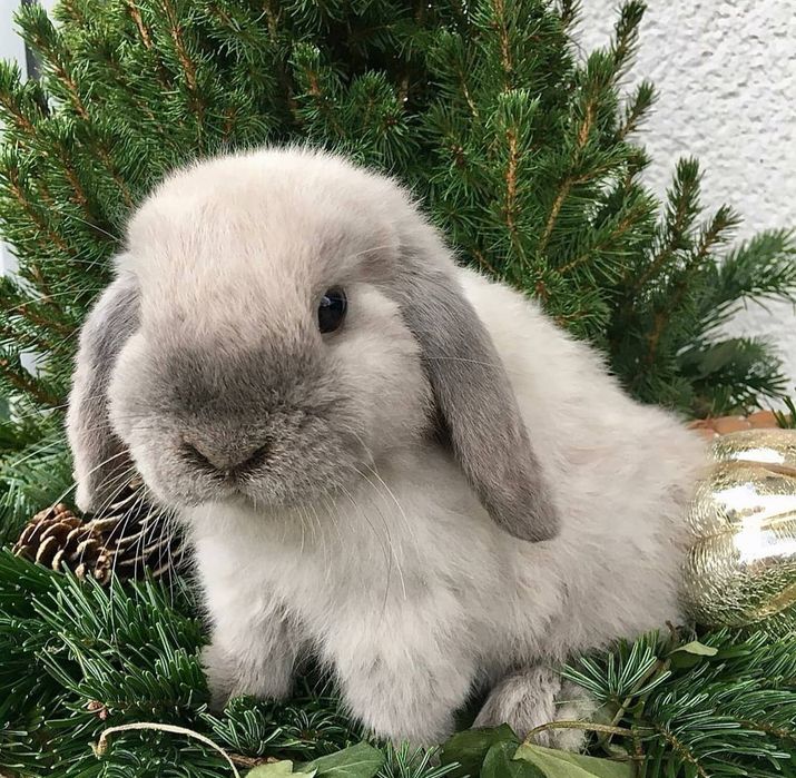 KIT Coelhos anões orelhudos, belier muito dóceis e brincalhões