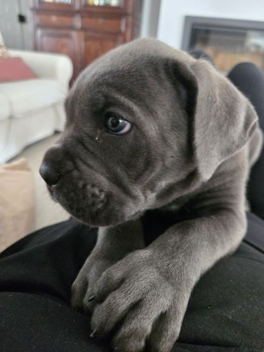 Cane Corso Italiano