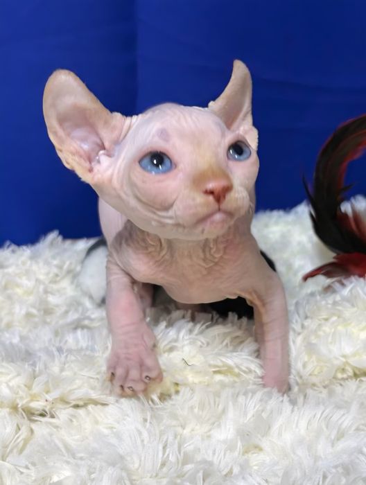 Хлопчик канадський сфінкс ELF