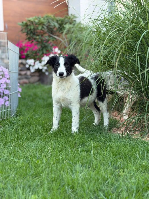 Piesek czarno bialy border collie