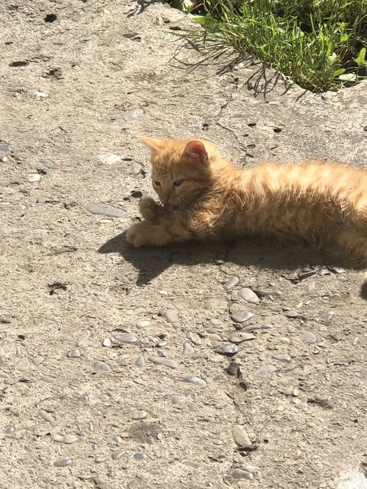 Котик, хлопчик,