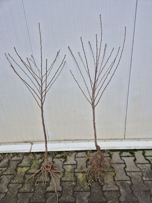 Wiśnia Łutówka Nefris