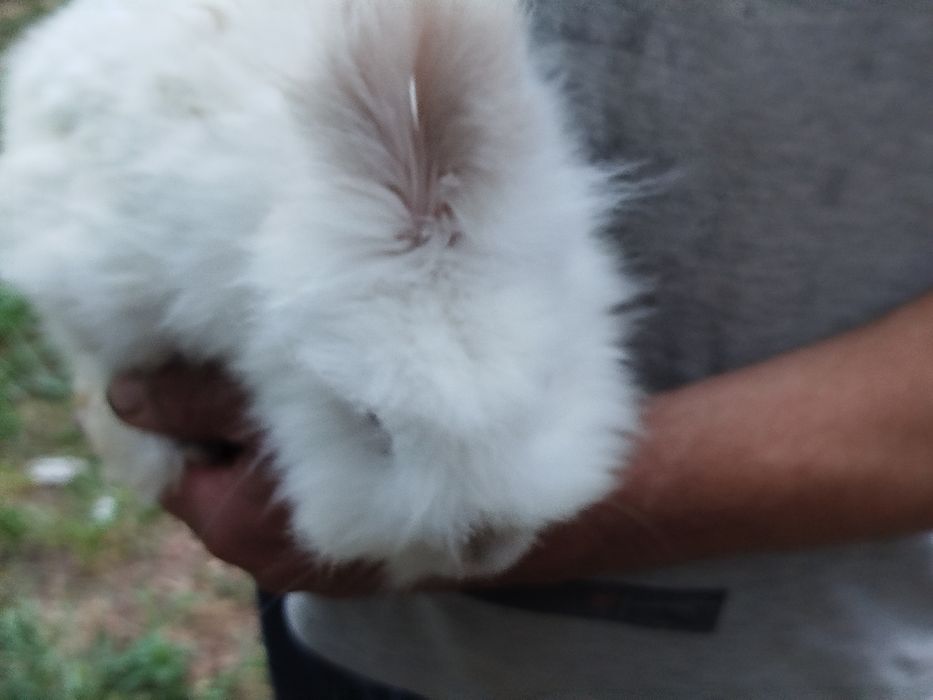 Miniatury króliczków Angora, Karzełek Tedy