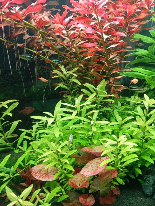 Plantas Aquario Pack