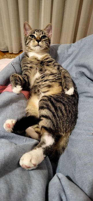 Віддам в ДОБРІ РУКИ котенятко