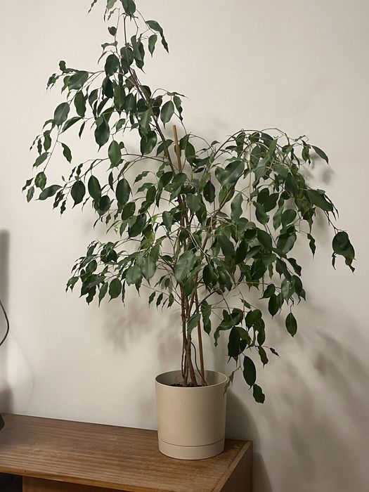 Fikus benjamina 140cm