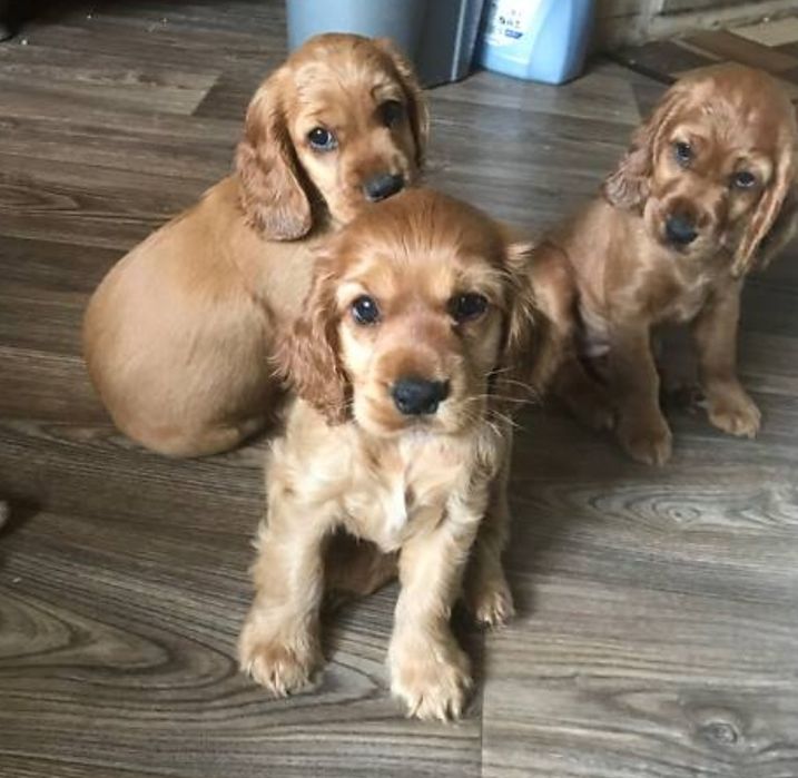 Продається чарівне цуценя