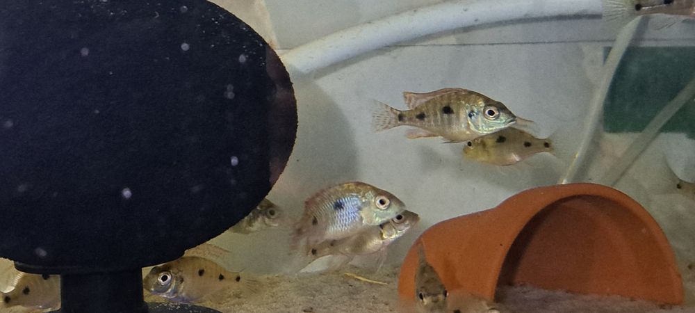 Pyszczak Otopharynx tetrastigma