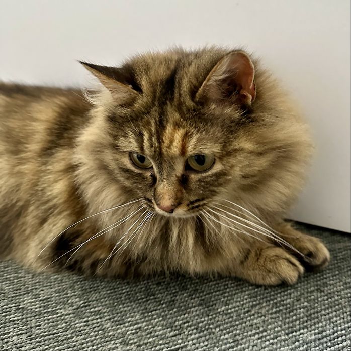 Кошечка в добрые руки