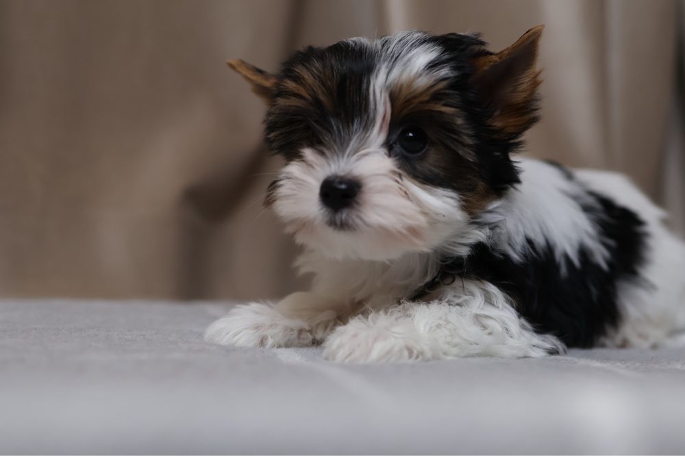 Міні дівчинка бівер йорк