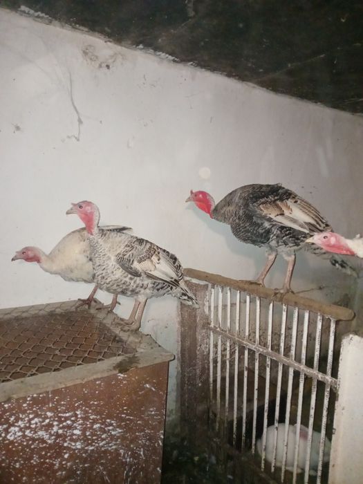 Продаються Індики молоді