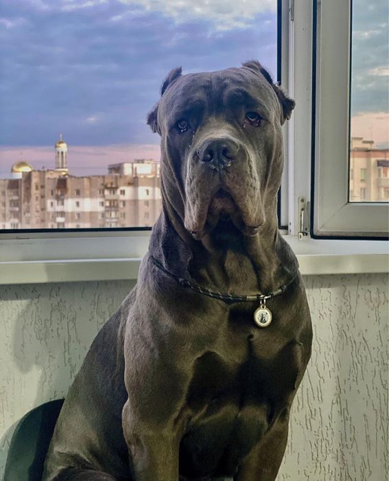 Вʼязка кобеля кане корсо