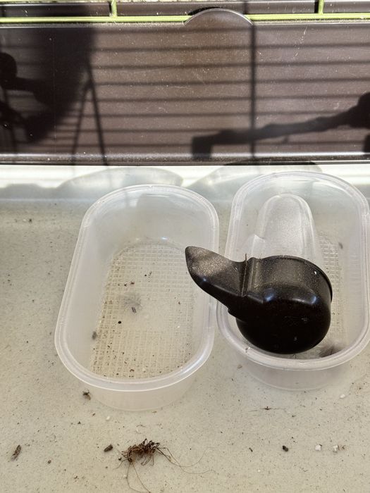 Gaiola para pássaros