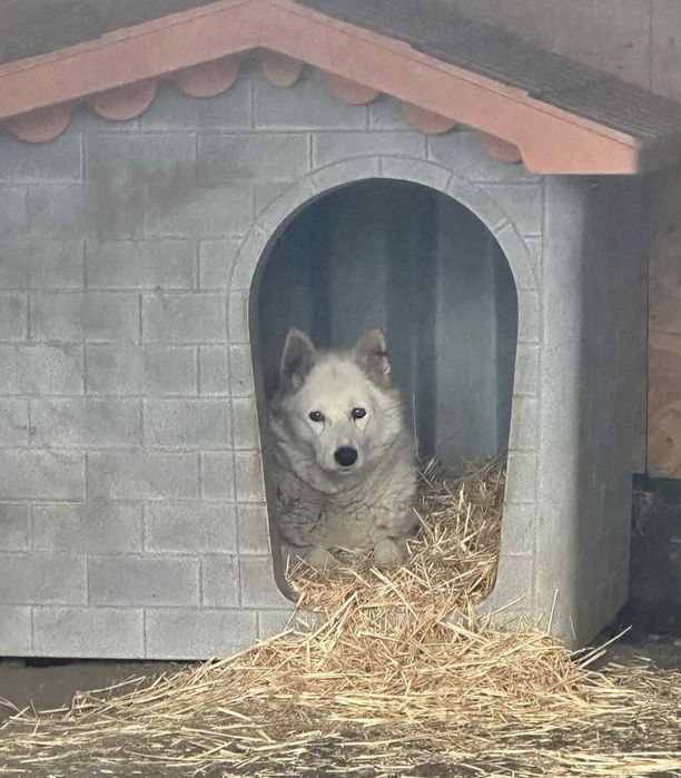 Отдам даром в добрые руки собаку породы Лайка