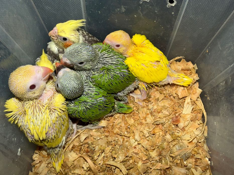 Caturras e ring necks para finalizar de criar há mão