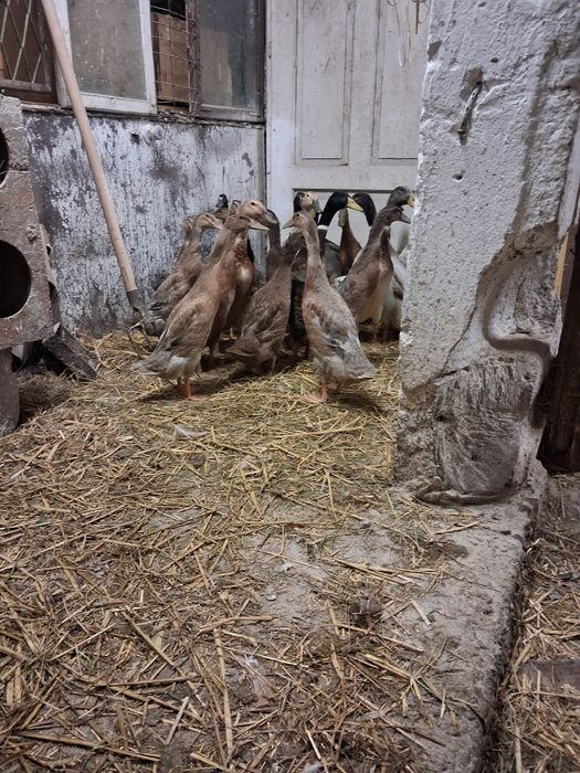 Jaja lęgowe  liliputki, indyki staropolski, Aracany