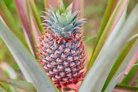 Ananás = Ananas comosus =