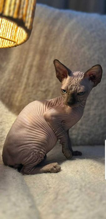 Sfinks Kanadyjski piękny chlopczyk