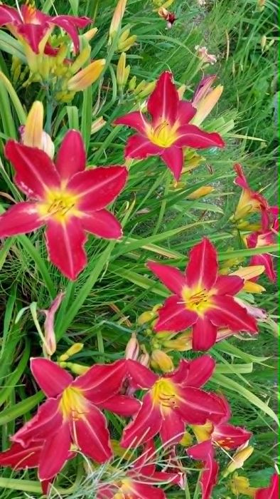 Liliowce wielkokwiatowe.