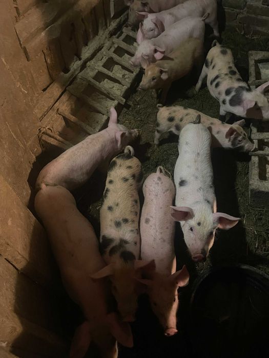 Поросята м’ясного направлення