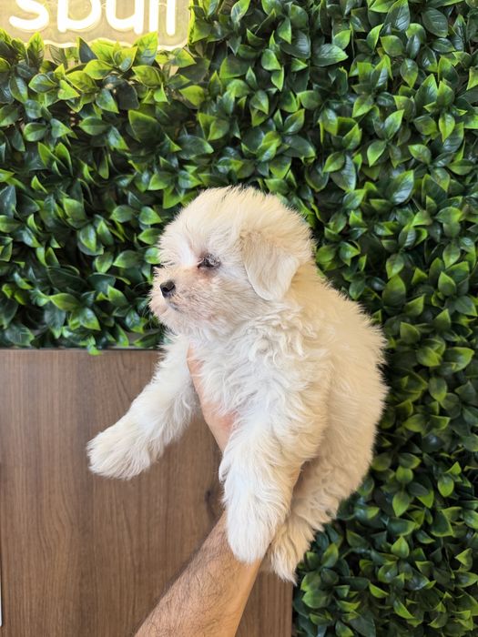 Bichon Maltes Puro