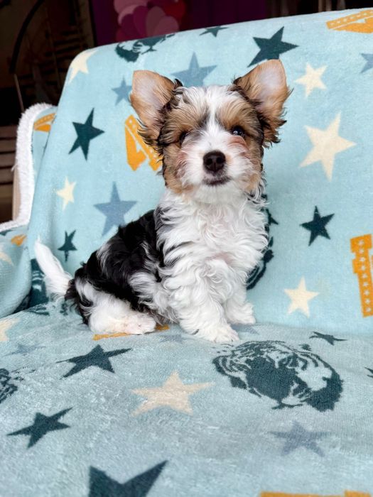 RIO York Biewer do odbioru, rodowód szczepienia