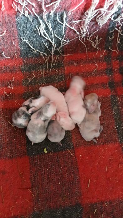 Vendo coelhos anões acabadinhos de nascer ou com 2 meses