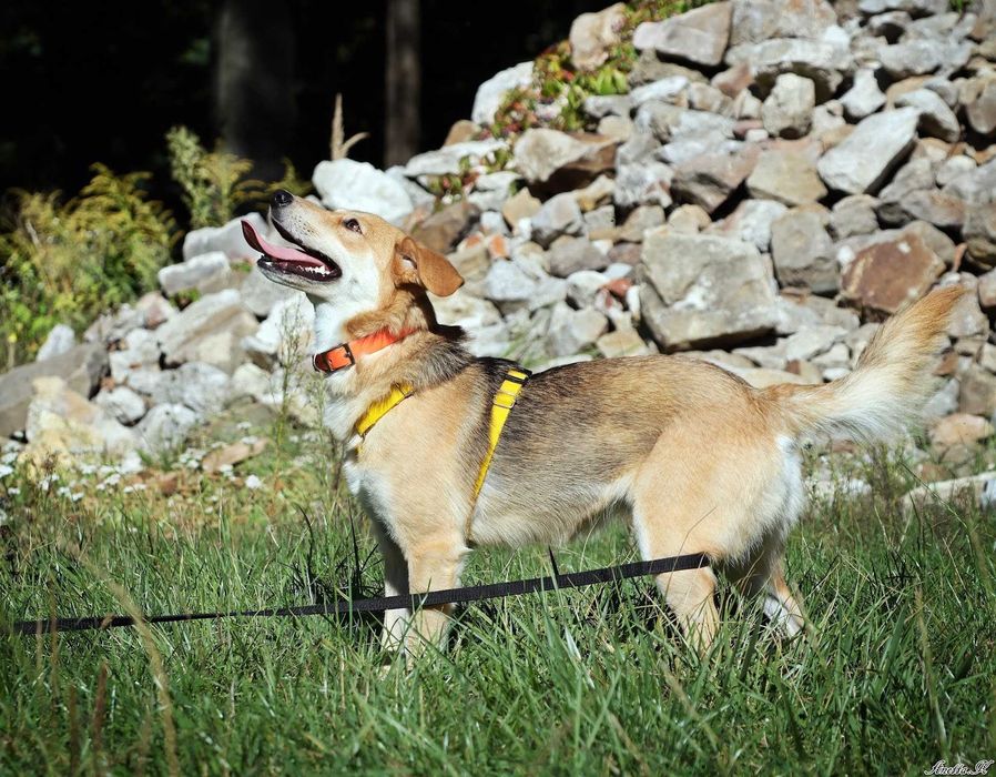 Mała piękna LILI prosi o dom!