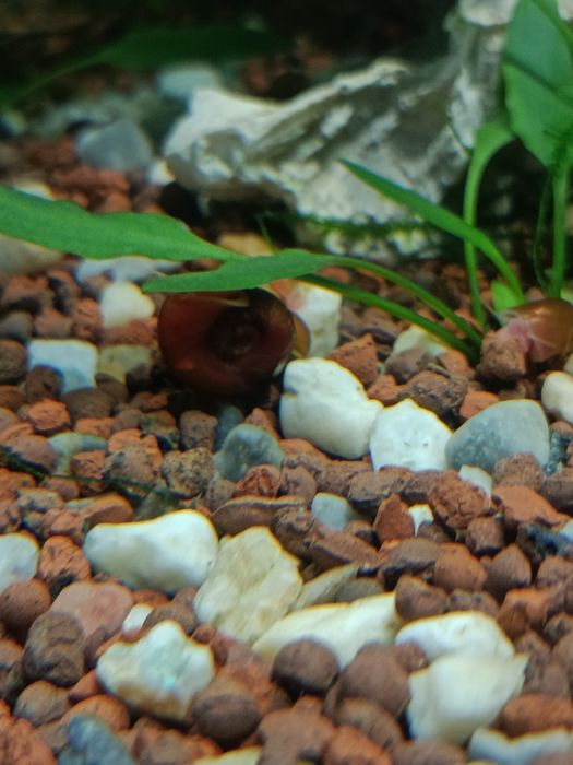 Caracóis de aquário