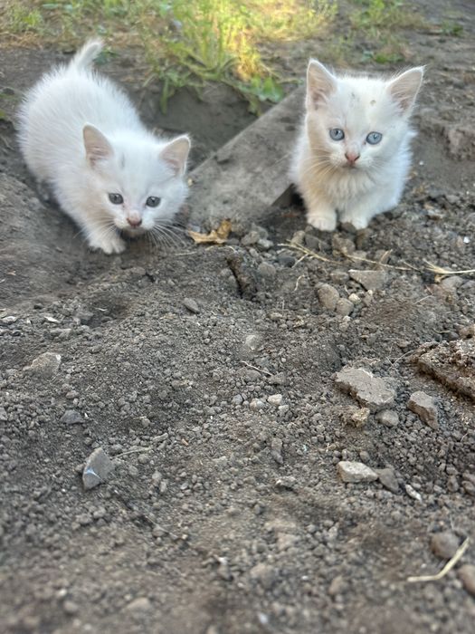 Котики і киці безкоштовно