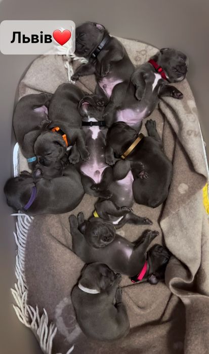 Львів. Чарівни малюки французького бульдога